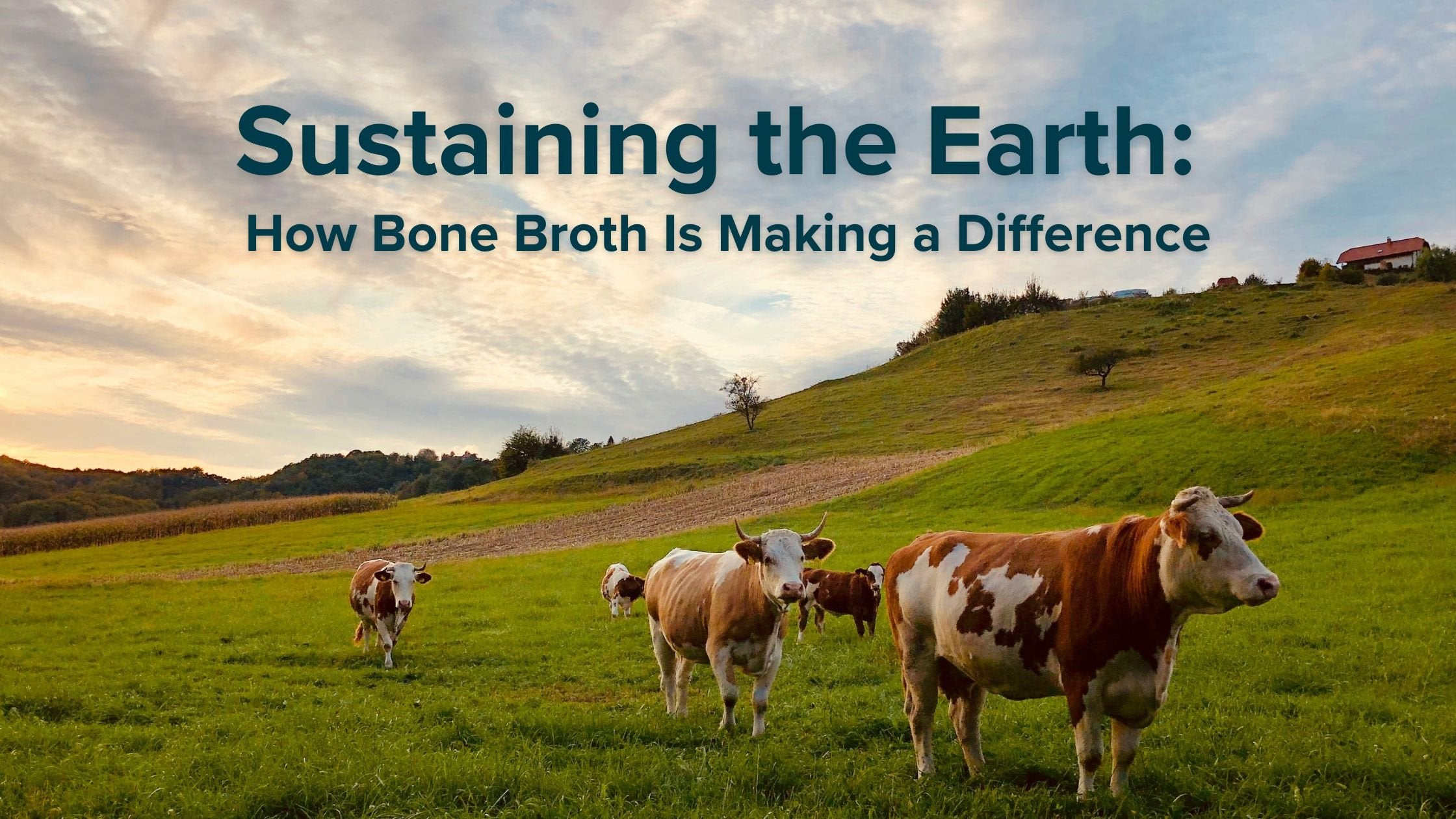 Sustaining The Earth: How Bone Broth Is Making A Difference