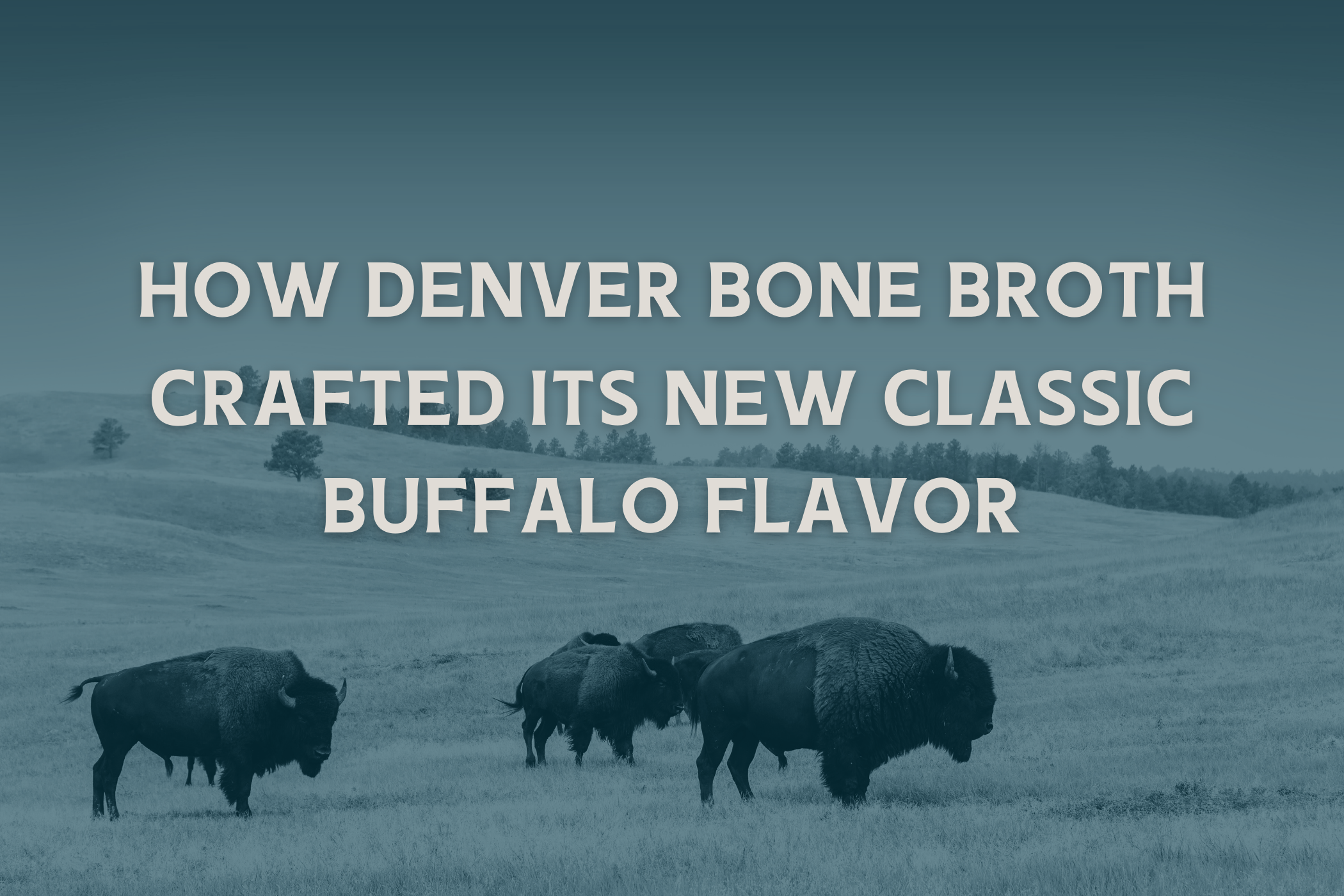 4 bison roaming on a prairie, with text that says "How Denver Bone Broth Crafted its New Classic Buffalo Flavor"