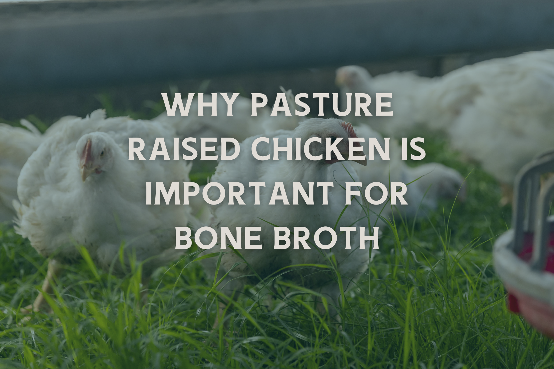 Why Pasture Raised Chicken is Important for Bone Broth