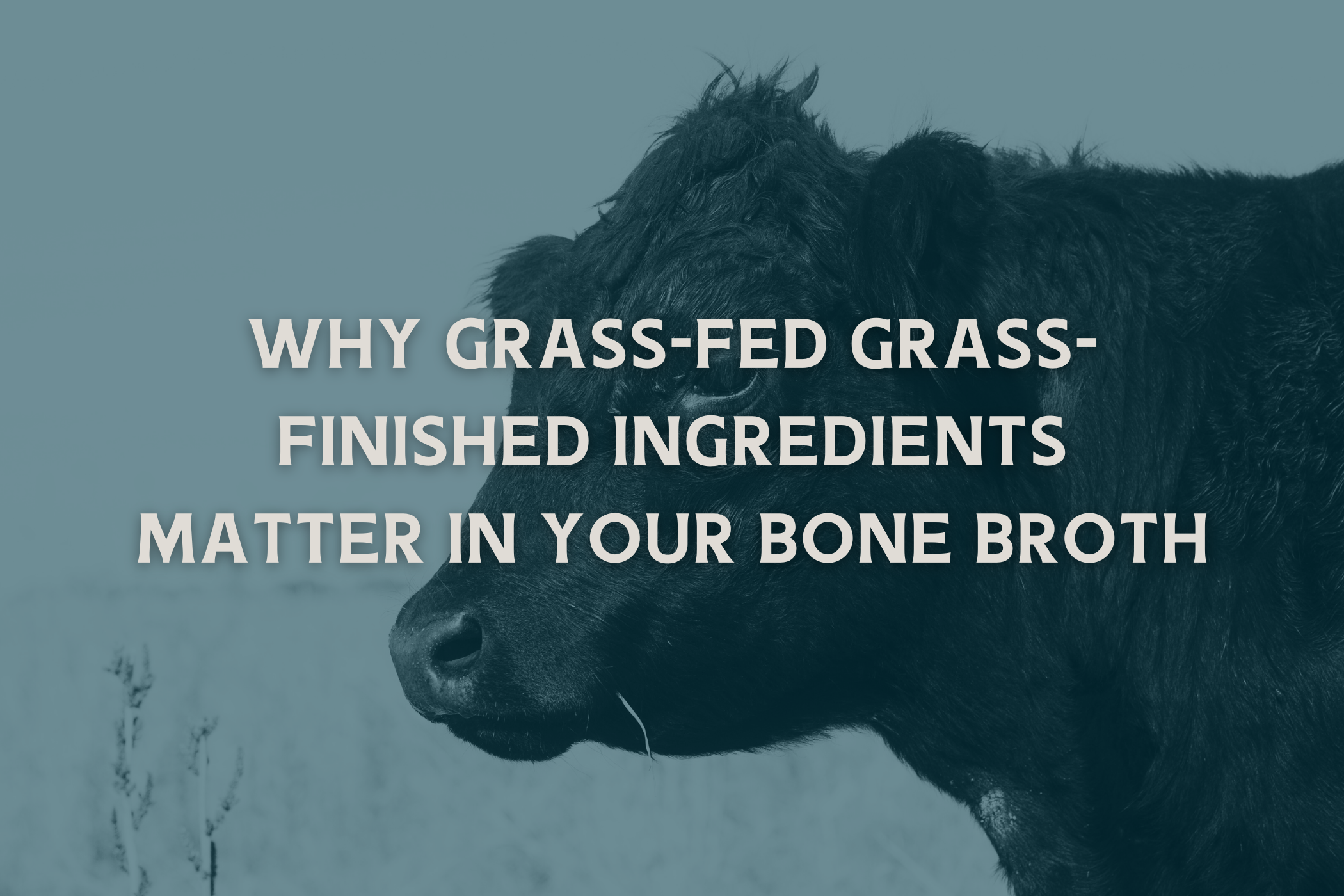 Why Grass-Fed Grass-Finished Ingredients Matter in Your Bone Broth