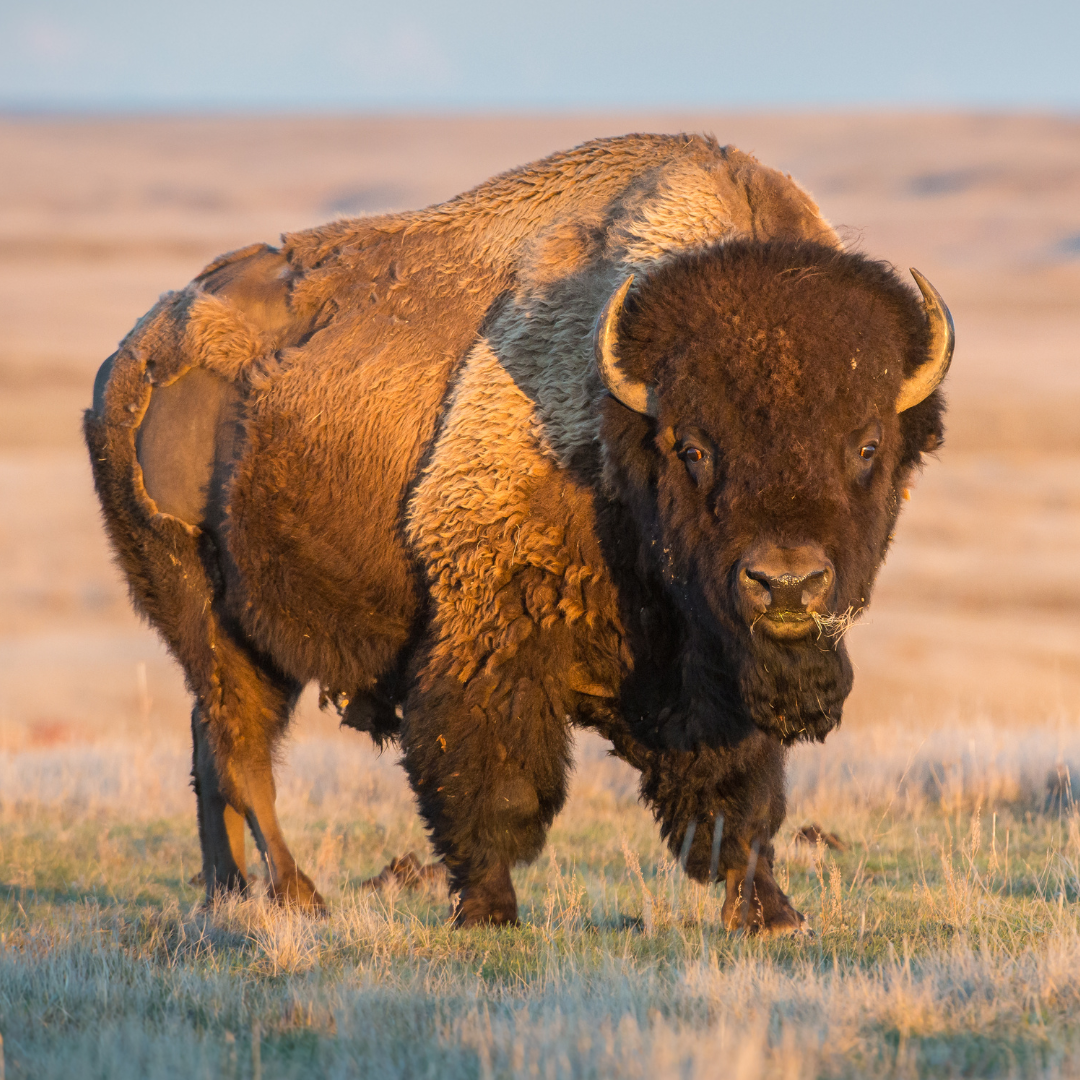 A buffalo standing in a prairie with a mouthful of grass.