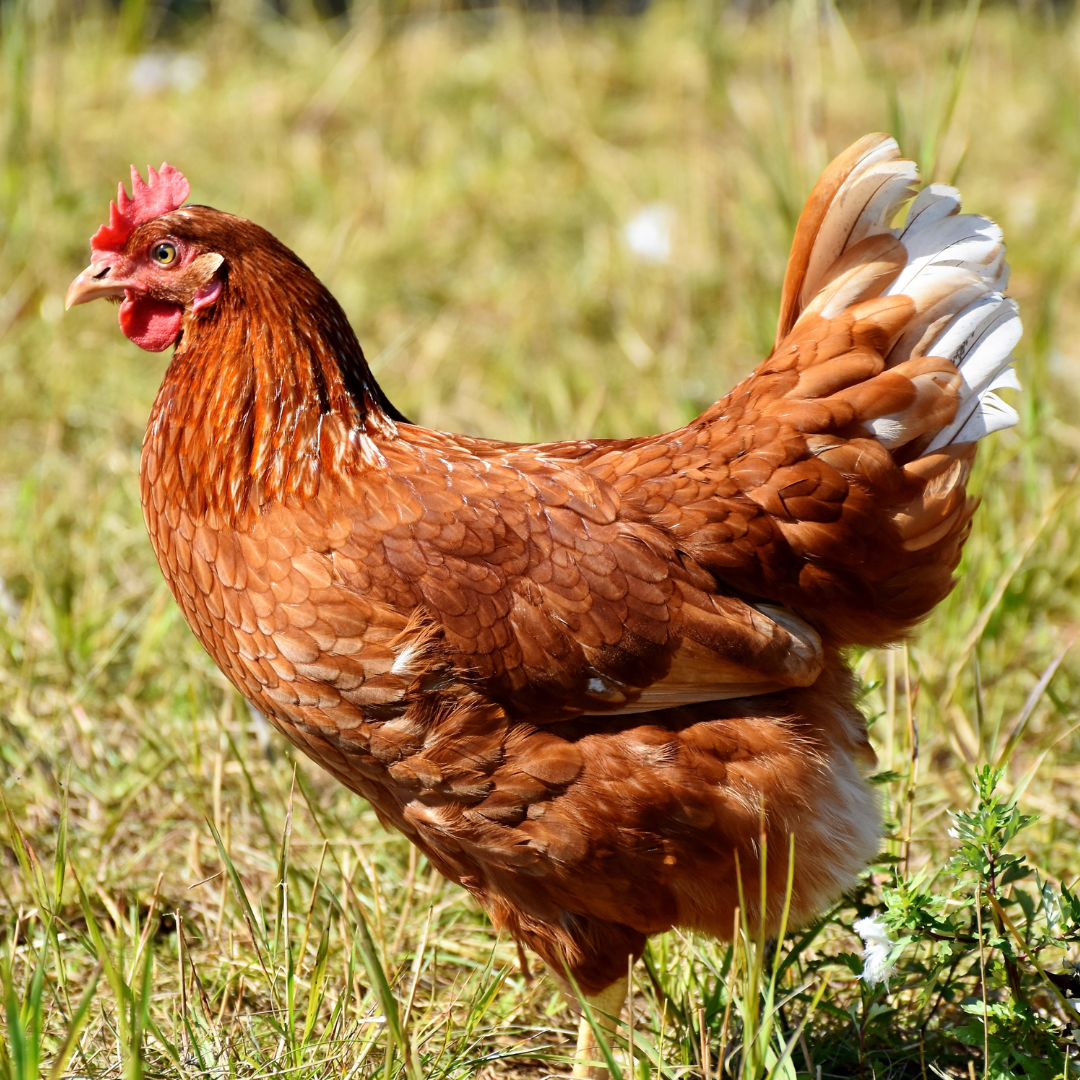 A chicken roaming a pasture.